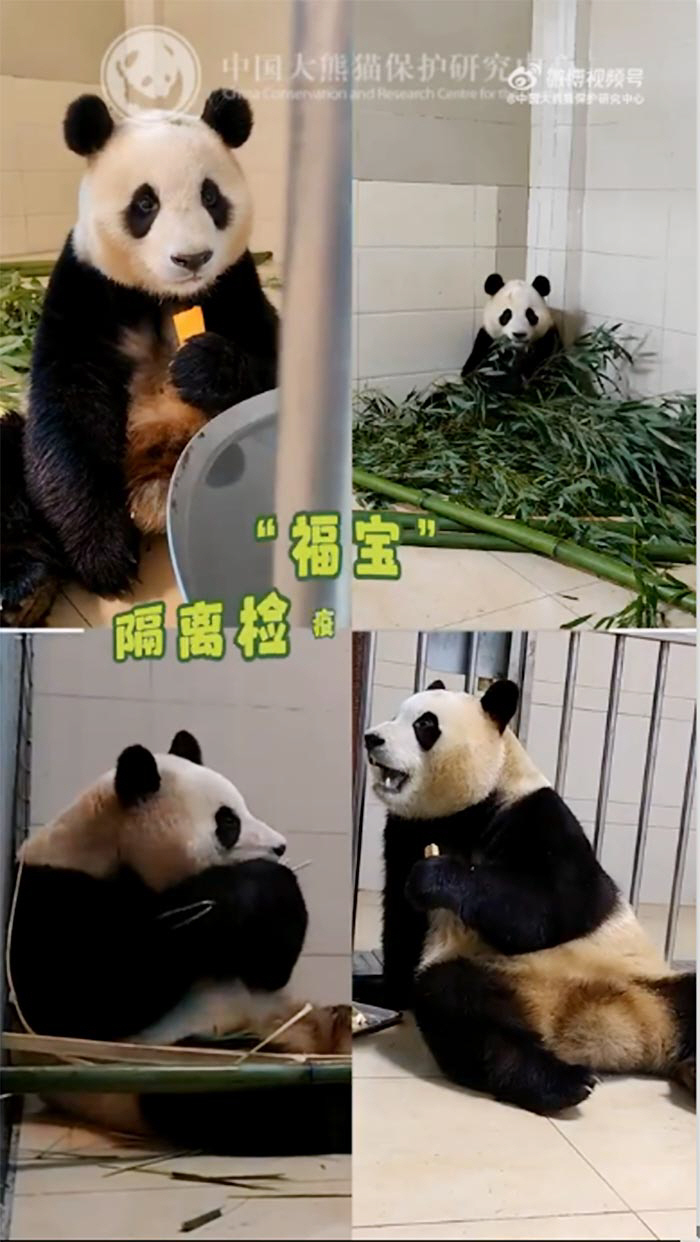 ▲(출처=중국 판다보존연구센터 웨이보 캡처)