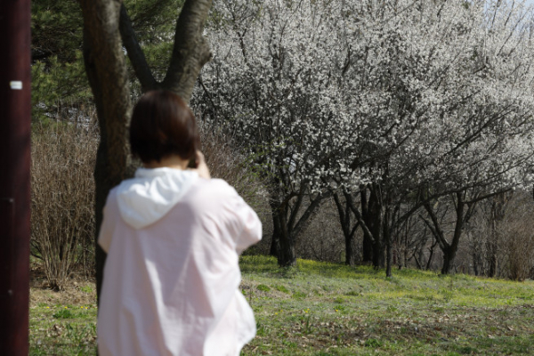 ▲2일 인천 서구 수도권매립지 드림파크 야생화단지를 찾은 시민들이 즐거운 시간을 보내고 있다. 조현호 기자 hyunho@