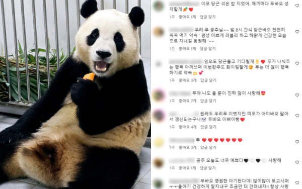 ▲에버랜드 공식 인스타그램 게시물에 팬들의 응원 댓글이 쏟아지고 있다. (출처=에버랜드 공식 인스타그램)