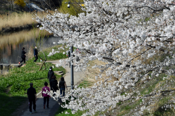 ▲서호천에 피어난 벚꽃들을 시민들이 즐기고 있다. ( 수원특례시)