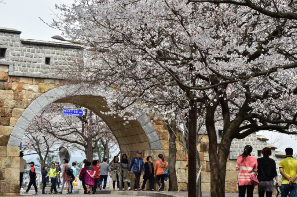 ▲수원화성 성벽과 어우러진 벚꽃을 볼 수 있는 팔달산 ( 수원특례시)