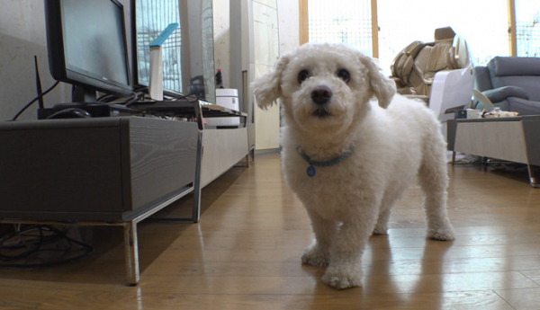 ▲'TV동물농장' (사진제공=SBS)