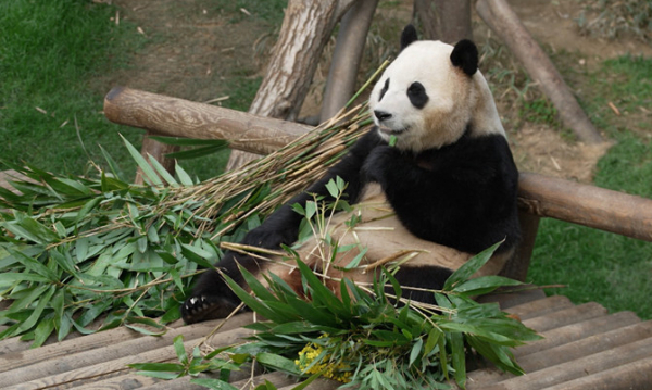 ▲'TV동물농장' (사진제공=SBS)