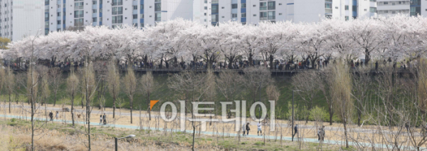 ▲서울 낮 최고기온이 24도까지 오르는 등 완연한 봄 날씨를 보인 7일 서울 구로구 도림천을 찾은 시민들이 만개한 벚꽃나무 아래에서 즐거운 시간을 보내고 있다. 조현호 기자 hyunho@