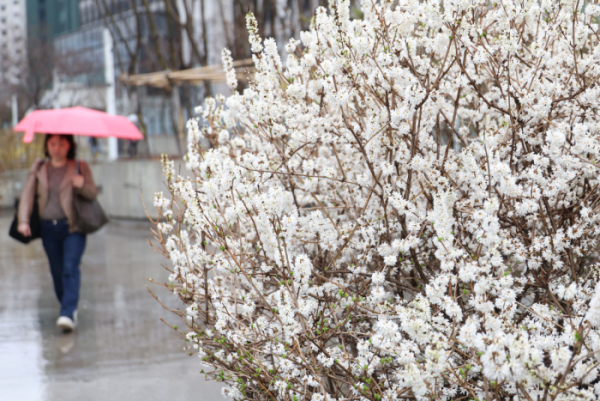 ▲전국 대부분 지역에 봄비가 내린 지난달 25일 서울 한 거리에서 우산을 쓴 시민이 발걸음을 서두르고 있다. (고이란 기자 photoeran@)