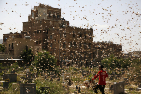 ▲예멘 사나에서 2020년 7월 12일(현지시간) 한 소년이 사막 메뚜기 떼 사이를 걸어가고 있다. 사나/신화뉴시스