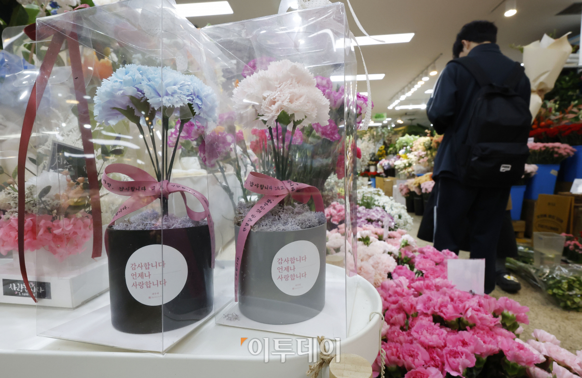 ▲5월 가정의달 부모님과 스승님에게 선물하던 꽃인 카네이션이 점차 외면받고 있다. 카네이션이 선물시장에 점차 외면 받는 것은 실용적인 선물을 선호하는 소비 흐름으로 풀이된다. 화훼유통정보에 따르면 서울 양재동 농수산식품유통공사(aT) 화훼공판장에서 지난달 25일부터 2일까지 일주일간 경매가 이뤄진 카네이션(절화 기준) 총수량은 2만7305단(1단은 20송이)으로 전년 같은 기간(4만1756단)보다 34.6% 감소했다. 한 단당 평균 가격도 8085원으로 지난해 같은 기간(8434원)보다 4.1% 낮아졌다. 국내 여론조사 전문기관 한국리서치가 올해 1월 9일부터 2월 9일까지 전국의 20세 이상 남·녀 500명을 대상으로 ‘안마의자를 선물로 고려하는 시기(복수응답)’에 대해 조사한 결과 절반 이상인 59%가 ‘어버이날’을 꼽기도 했다. 3일 서울 서초구 양재꽃시장을 찾은 시민들이 카네이션을 살펴보고 있다. 조현호 기자 hyunho@
