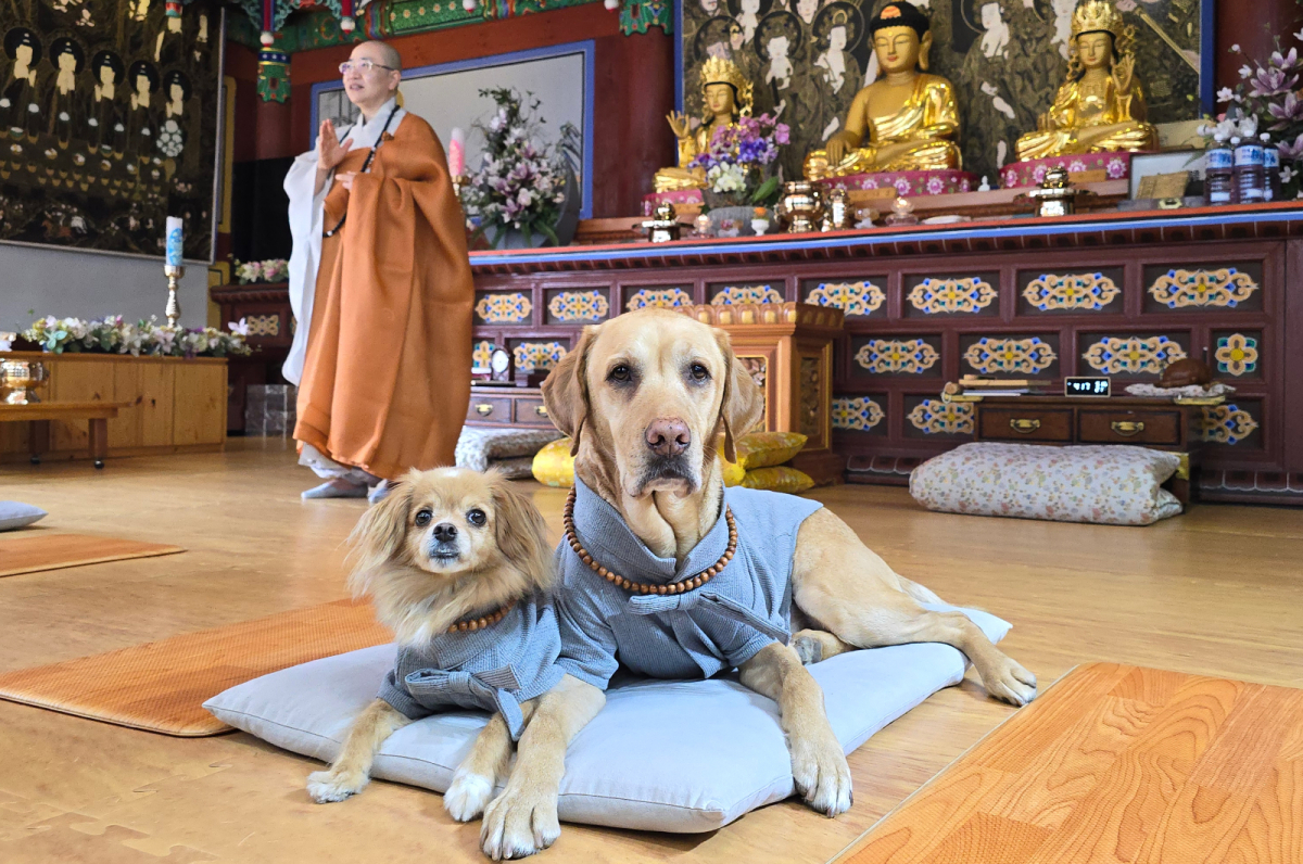 ▲반려생활 제공