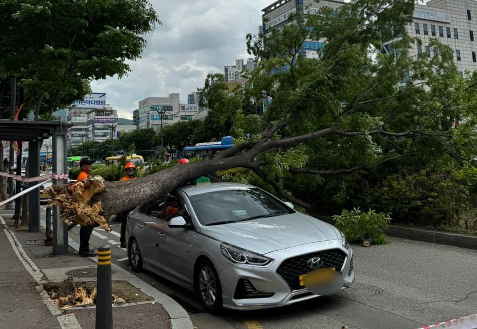 ▲11일 성남시 수정구 신흥동의 한 도로에서 오전 9시 25분께 약 11ｍ 높이의 가로수가 택시 승강장에 정차 중인 택시 위로 넘어졌다. (사진제공=경기도소방재난본부)