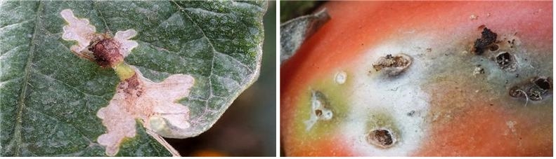 ▲토마토뿔나방에 의한 토마토 잎과 과실 피해. (사진제공=농림축산검역본부)