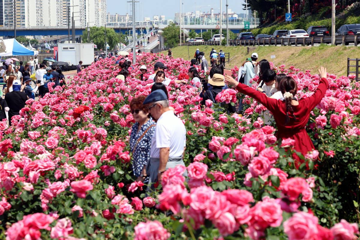 ▲19일 서울 중랑구 중랑장미공원 일대에서 열린 ‘2024 중랑 서울장미축제’를 찾은 시민들이 만개한 장미꽃을 구경하고 있다. 25일까지 진행되는 이번 행사에선 중랑천 제방을 따라 조성된 5.45㎞의 국내 최대 규모의 장미 터널과 수림대공원 등 곳곳에 꾸며진 장미정원을 비롯한 축제장 전역에서 천만송이 장미를 감상할 수 있다. 신태현 기자 holjjak@