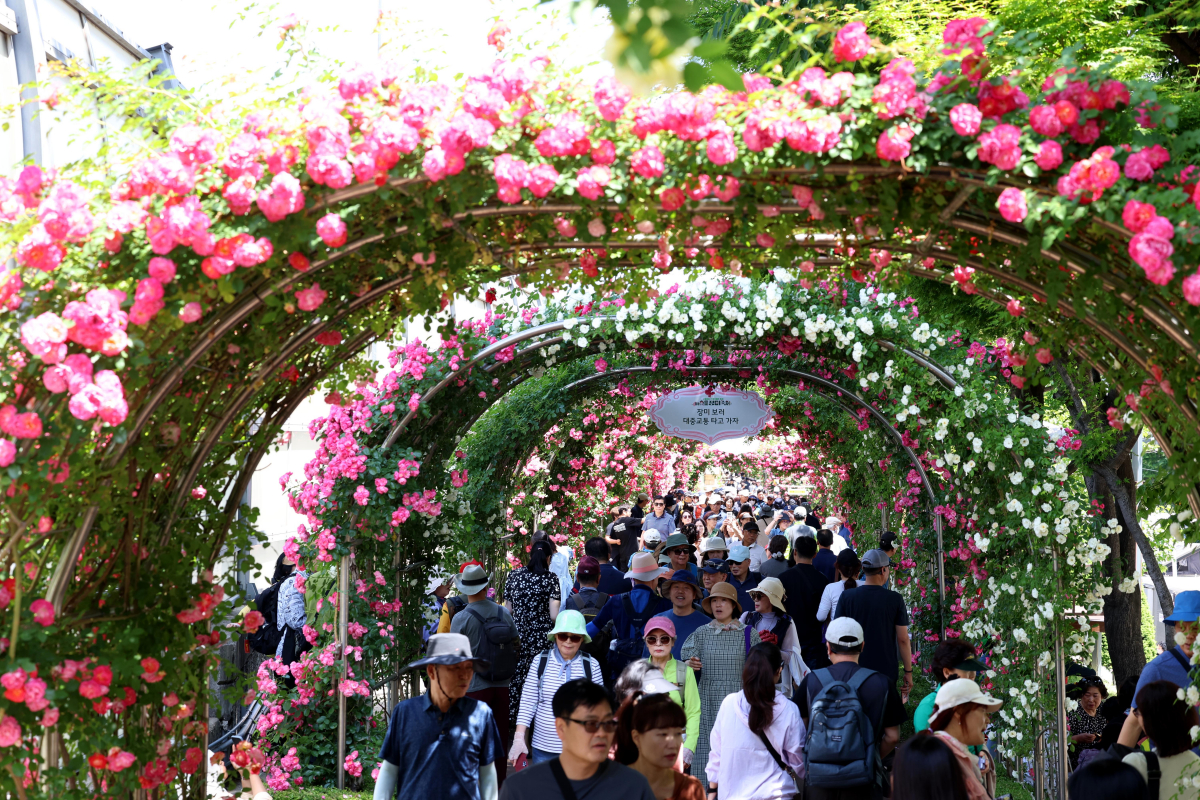▲19일 서울 중랑구 중랑장미공원 일대에서 열린 ‘2024 중랑 서울장미축제’를 찾은 시민들이 만개한 장미꽃을 구경하고 있다. 25일까지 진행되는 이번 행사에선 중랑천 제방을 따라 조성된 5.45㎞의 국내 최대 규모의 장미 터널과 수림대공원 등 곳곳에 꾸며진 장미정원을 비롯한 축제장 전역에서 천만송이 장미를 감상할 수 있다. 신태현 기자 holjjak@