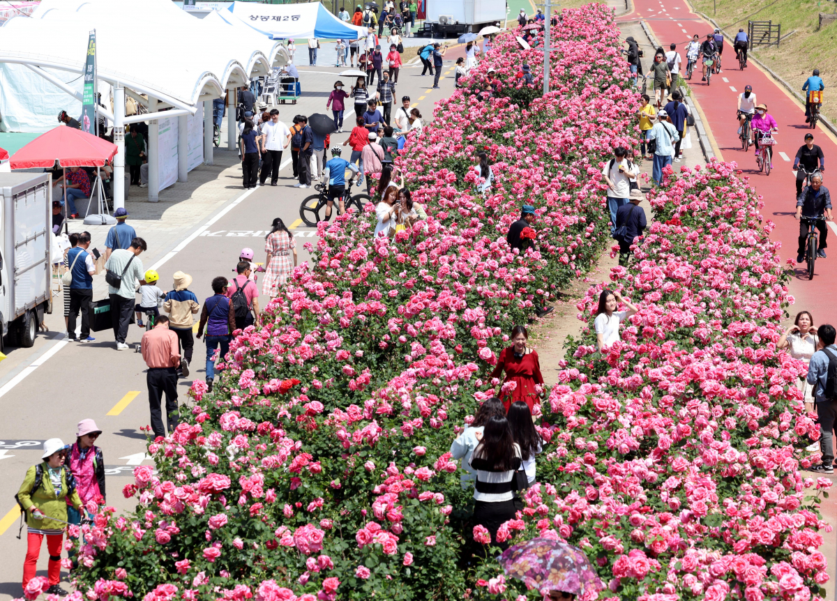 ▲19일 서울 중랑구 중랑장미공원 일대에서 열린 ‘2024 중랑 서울장미축제’를 찾은 시민들이 만개한 장미꽃을 구경하고 있다. 25일까지 진행되는 이번 행사에선 중랑천 제방을 따라 조성된 5.45㎞의 국내 최대 규모의 장미 터널과 수림대공원 등 곳곳에 꾸며진 장미정원을 비롯한 축제장 전역에서 천만송이 장미를 감상할 수 있다. 신태현 기자 holjjak@
