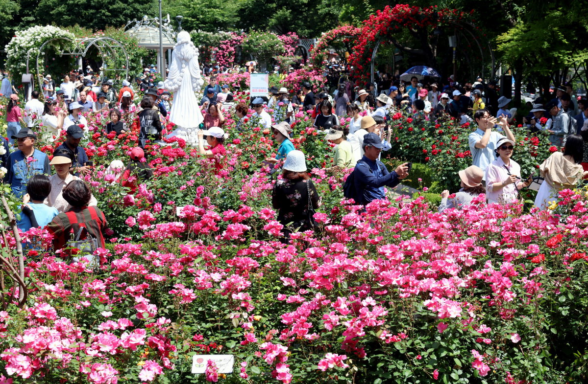 ▲19일 서울 중랑구 중랑장미공원 일대에서 열린 ‘2024 중랑 서울장미축제’를 찾은 시민들이 만개한 장미꽃을 구경하고 있다. 25일까지 진행되는 이번 행사에선 중랑천 제방을 따라 조성된 5.45㎞의 국내 최대 규모의 장미 터널과 수림대공원 등 곳곳에 꾸며진 장미정원을 비롯한 축제장 전역에서 천만송이 장미를 감상할 수 있다. 신태현 기자 holjjak@