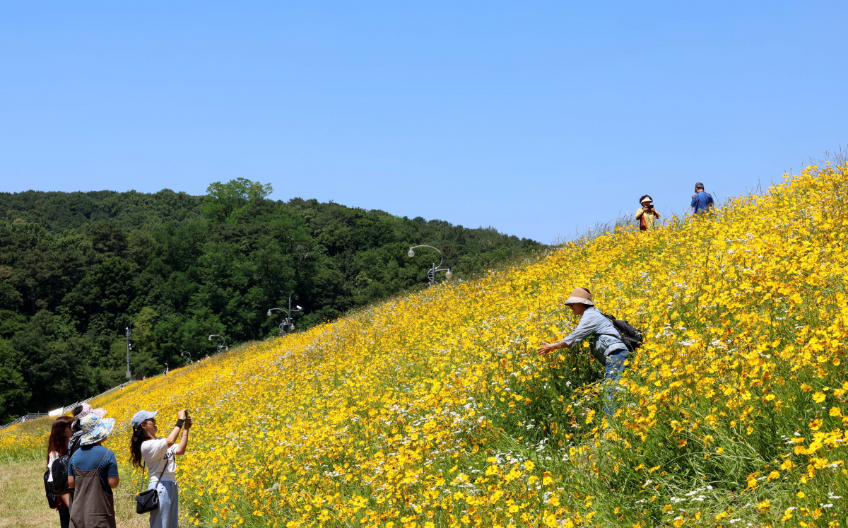 ▲전국이 맑고 다소 더운 날씨를 보인 31일 경기 수원시 광교저수지 둘레길에 만개한 여름꽃 금계국이 계절의 정취를 전하고 있다. 신태현 기자 holjjak@