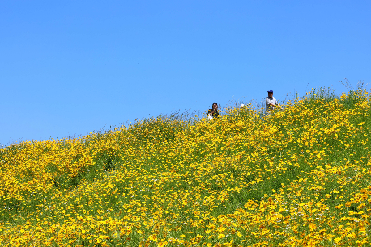 ▲전국이 맑고 다소 더운 날씨를 보인 31일 경기 수원시 광교저수지 둘레길에 만개한 여름꽃 금계국이 계절의 정취를 전하고 있다. 신태현 기자 holjjak@