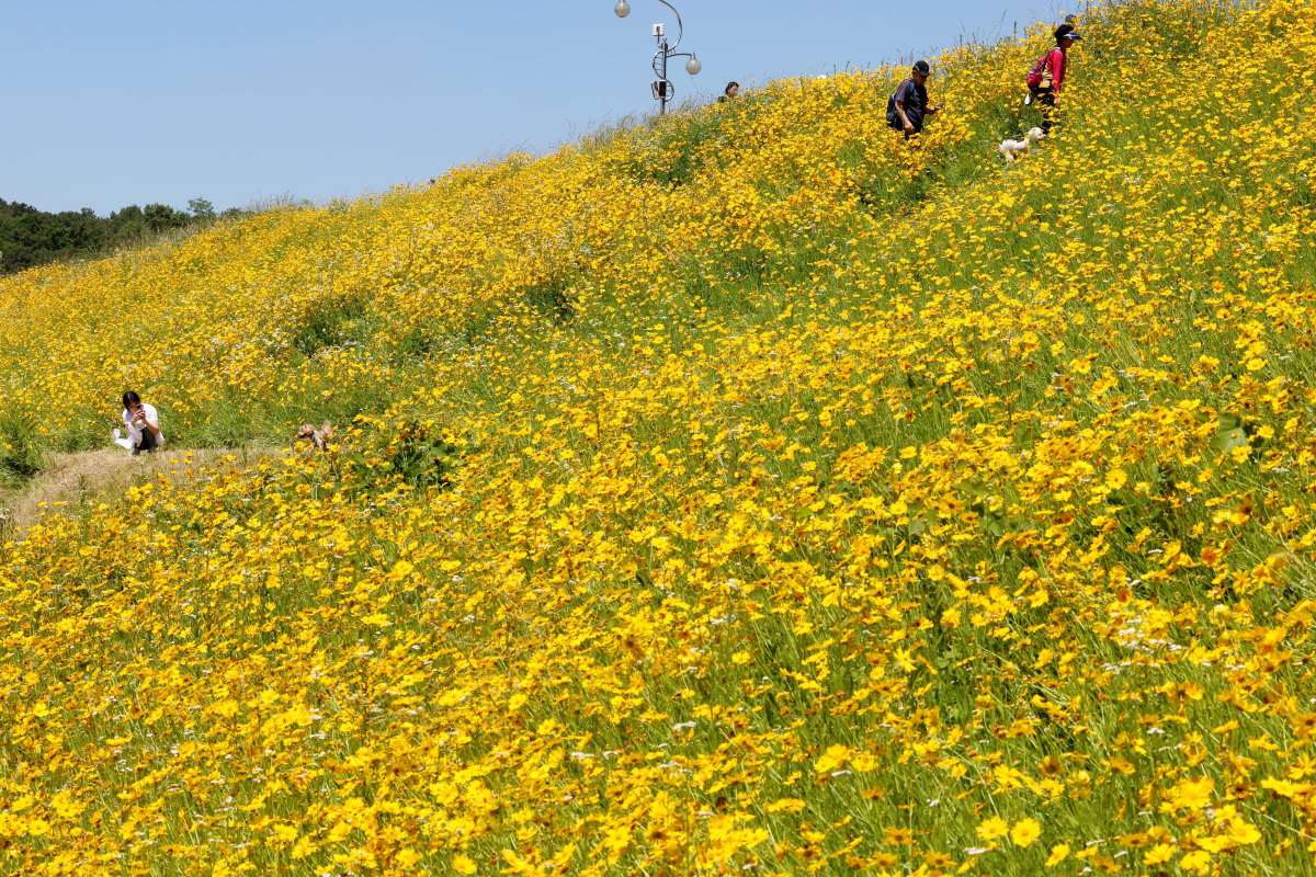 ▲전국이 맑고 다소 더운 날씨를 보인 31일 경기 수원시 광교저수지 둘레길에 만개한 여름꽃 금계국이 계절의 정취를 전하고 있다. 신태현 기자 holjjak@