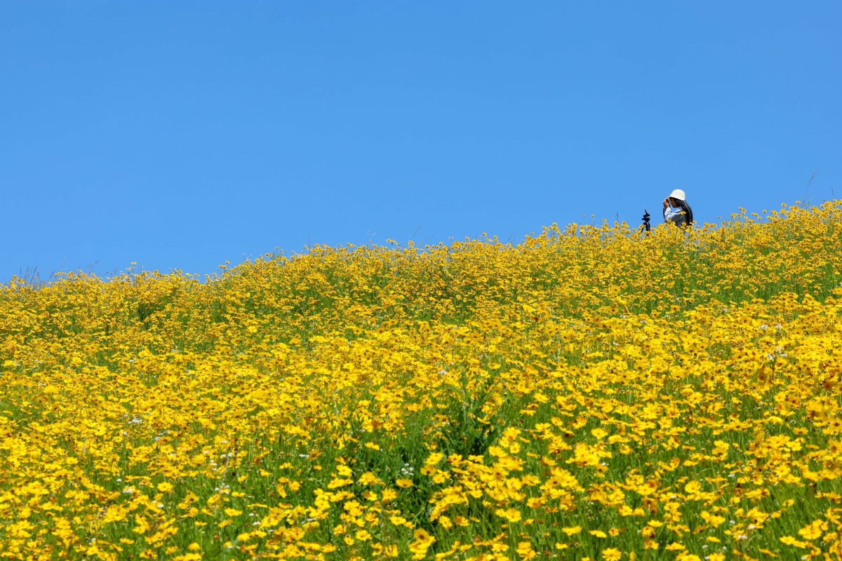 ▲전국이 맑고 다소 더운 날씨를 보인 31일 경기 수원시 광교저수지 둘레길에 만개한 여름꽃 금계국이 계절의 정취를 전하고 있다. 신태현 기자 holjjak@
