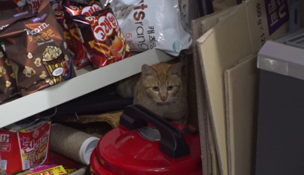 ▲'TV동물농장'(사진제공=SBS)