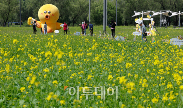 ▲2024 한강 서래섬 유채꽃 축제 개막 후 첫 주말을 맞은 12일 서울 서초구 서래섬을 찾은 시민들이 즐거운 시간을 보내고 있다. 10일 개막한 한강 서래섬 유채꽃 축제는 '유채찬란'을 주제로 19일까지 열린다. 축제에서는 푸르른 한강과 함께 펼쳐진 노란 유채꽃을 감상하면서 밀짚모자 만들기 체험, 어쿠스틱 밴드·비눗방울 공연 등 다양한 체험과 공연을 즐길 수 있다. 조현호 기자 hyunho@