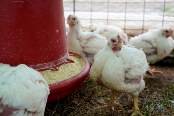 ▲미국 오클라호마의 한 양계장에서 2020년 3월 22일 닭들이 모여 있다. 오클라호마(미국)/로이터연합뉴스