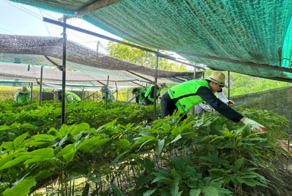 ▲금호건설 임직원들이 농번기를 맞아 1사1촌 결연을 맺은 충북 증평군 증평읍 사곡리마을을 찾아 봉사활동을 실시했다. (사진제공=금호건설)