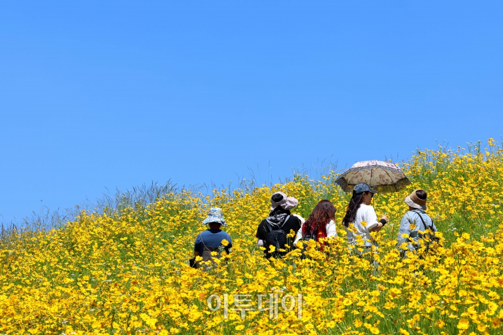 ▲전국이 맑고 다소 더운 날씨를 보인 31일 경기 수원시 광교저수지 둘레길에 만개한 여름꽃 금계국이 계절의 정취를 전하고 있다. 신태현 기자 holjjak@ (이투데이DB)