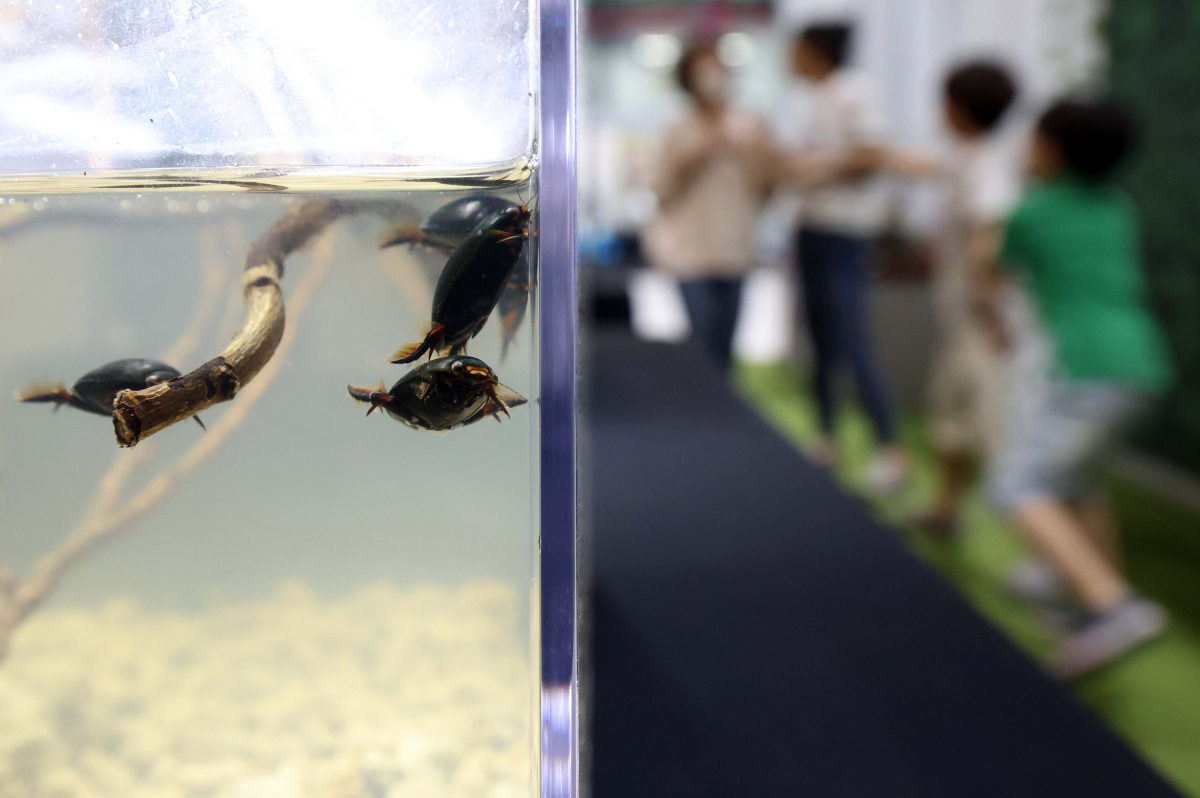 ▲7일 서울 강남구 세텍에서 열린 ‘제8회 대한민국 곤충경진대회’에서 참관객들이 전시장을 둘러보고 있다. 신태현 기자 holjjak@