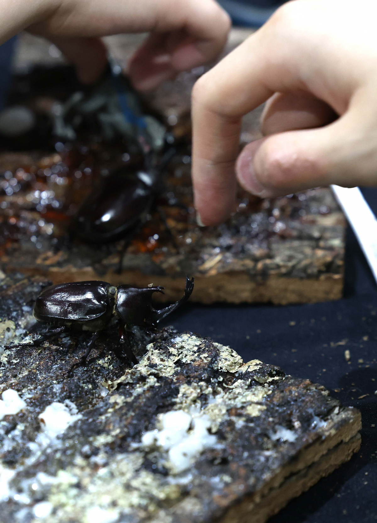 ▲7일 서울 강남구 세텍에서 열린 ‘제8회 대한민국 곤충경진대회’에서 참관객들이 전시장을 둘러보고 있다. 신태현 기자 holjjak@