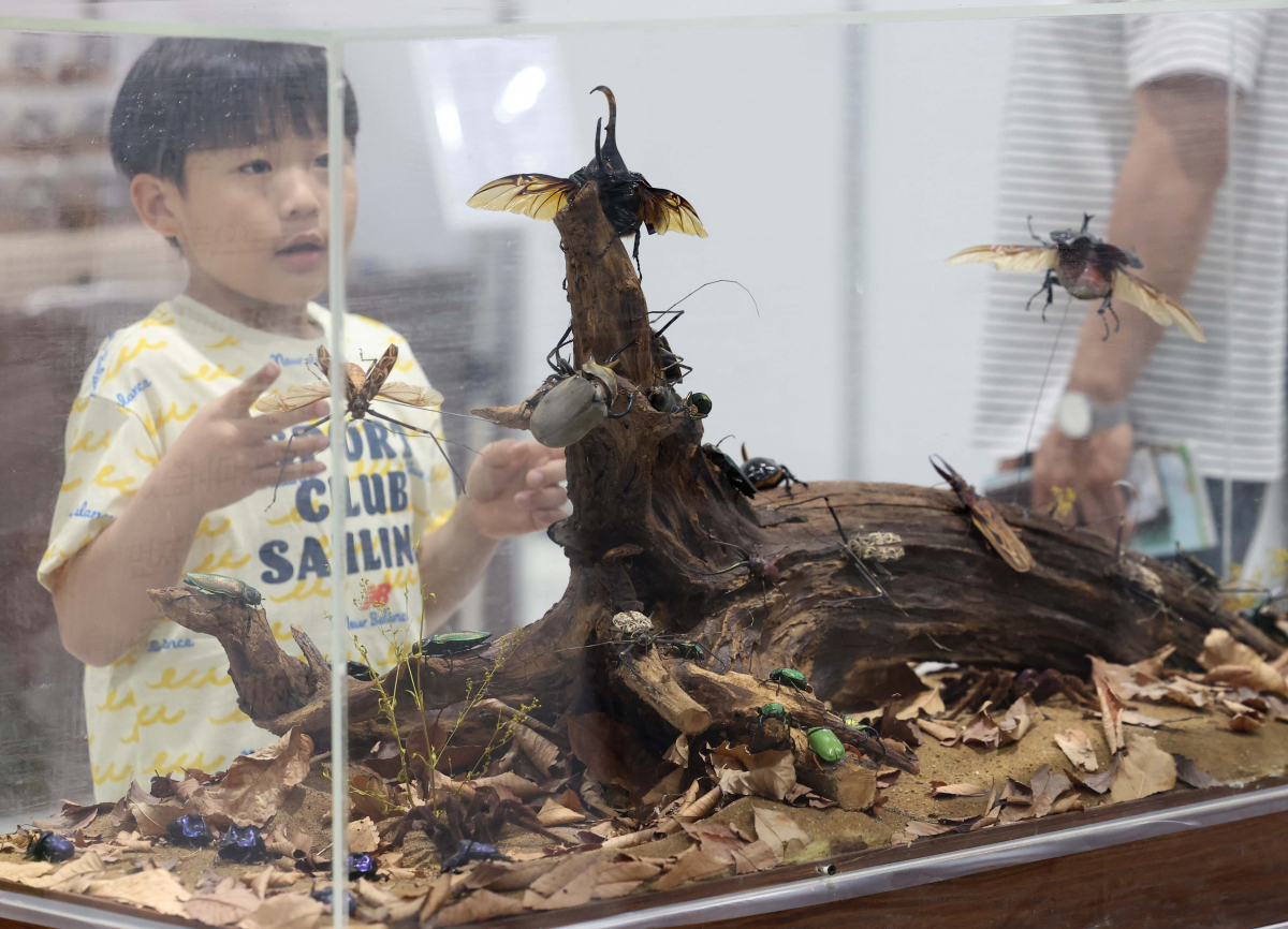 ▲7일 서울 강남구 세텍에서 열린 ‘제8회 대한민국 곤충경진대회’에서 참관객들이 전시장을 둘러보고 있다. 신태현 기자 holjjak@