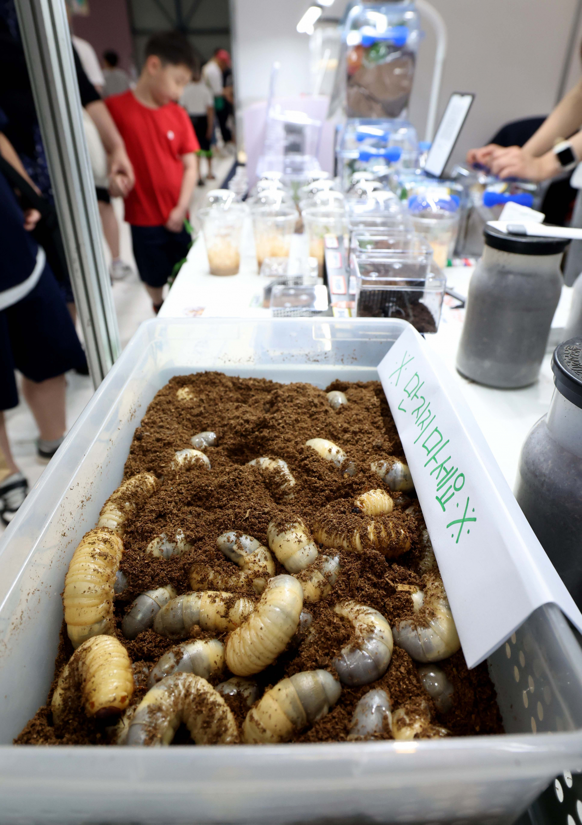 ▲7일 서울 강남구 세텍에서 열린 ‘제8회 대한민국 곤충경진대회’에서 참관객들이 전시장을 둘러보고 있다. 신태현 기자 holjjak@