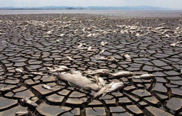 ▲5일 멕시코 부스띠요스라군에서 가뭄으로 인해 죽은 물고기를 보여주는 항공 사진. 현지 당국에 따르면 최근 40도를 넘나드는 이상 기후로 인해 수위가 극도로 낮아졌다. 치와와(멕시코)/AFP연합뉴스