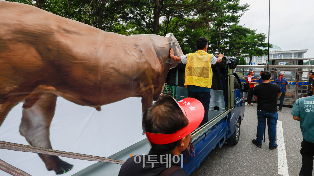 ▲전국한우협회가 3일 서울 영등포구 국회의사당역 앞에서 열린 전국 한우농가 한우 산업 안정화 촉구 한우 반납 투쟁에서 소 모형을 국회 앞으로 이동시키고 있다. 조현호 기자 hyunho@