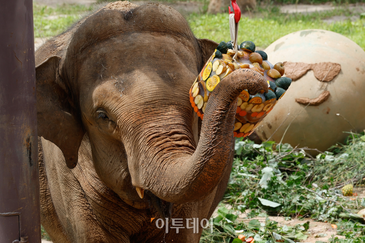 ▲25일 경기 과천시 서울대공원 동물원에서 코끼리가 먹이를 먹고 있다. 서울대공원은 중복을 맞아 여름철 동물들이 더위 스트레스를 극복하고 면연력을 회복할 수 있도록 특식을 제공했다. 조현호 기자 hyunho@
