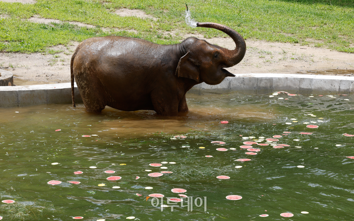 ▲25일 경기 과천시 서울대공원 동물원에서 코끼리들이 물놀이를 하고 있다. 서울대공원은 중복을 맞아 여름철 동물들이 더위 스트레스를 극복하고 면연력을 회복할 수 있도록 특식을 제공했다. 조현호 기자 hyunho@