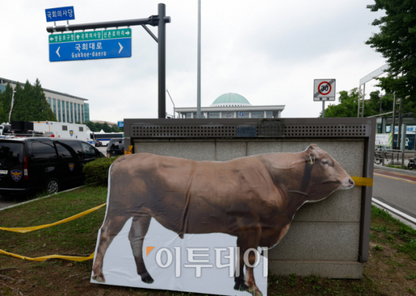 ▲3일 서울 영등포구 국회의사당역 앞에서 열린 전국한우협회 전국 한우농가 한우 산업 안정화 촉구 한우 반납 투쟁에서 저지선을 넘어온 소 모형이 국회 앞에 이동되어 있다. 조현호 기자 hyunho@