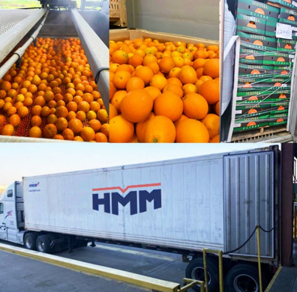 ▲HMM의 리퍼 컨테이너를 통해 캘리포니아산 오렌지가 운송되고 있다. (사진제공=HMM)