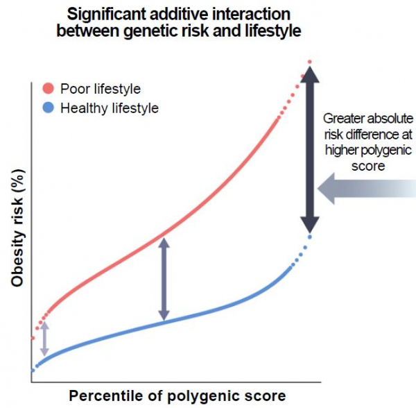 ▲﻿비만 관련 유전적 위험도가 높을 수록 생활습관에 따라 비만 위험 차이도 커졌다. (자료제공=삼성서울병원)