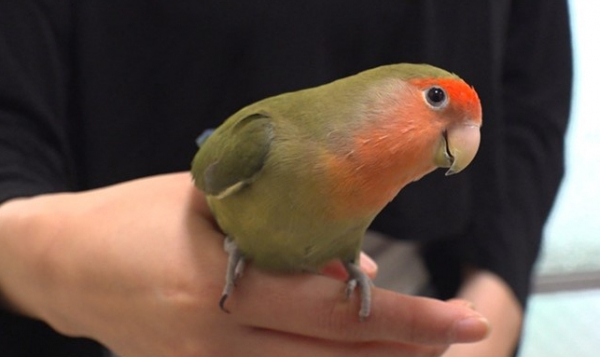 ▲'TV동물농장'(사진제공=SBS )