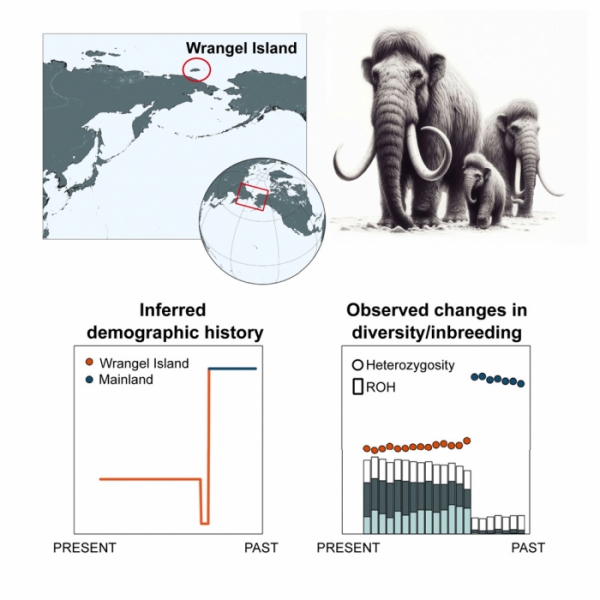 ▲시베리아 북동부의 브란겔섬(Wrangel Island)에는 4000년 전까지도 털매머드가 살고 있었다(위). 약 1만 년 전 해수면 상승으로 섬이 됐을 때 불과 8마리 내외였지만 그 뒤 늘어나 200~300마리를 유지하다 4000년 전 갑자기 멸종했다(아래 왼쪽). 아마도 유전자 다양성이 낮아(균일성(ROH)이 높아) 신규 병원체나 급격한 환경 변화에 절멸한 것으로 보인다(아래 오른쪽). 제공 ‘셀’
