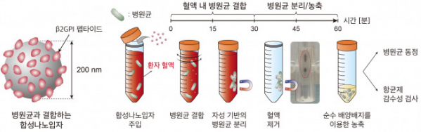 ▲합성나노입자를 활용한 uRAST의 병원균 분리 단계 (사진제공=서울대병원)