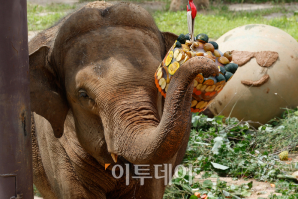 ▲25일 경기 과천시 서울대공원 동물원에서 코끼리가 먹이를 먹고 있다. 서울대공원은 중복을 맞아 여름철 동물들이 더위 스트레스를 극복하고 면연력을 회복할 수 있도록 특식을 제공했다. 조현호 기자 hyunho@