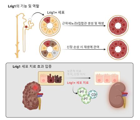 (사진제공=세브란스병원)