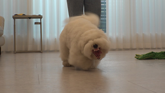 ▲'TV동물농장' (사진제공=SBS )