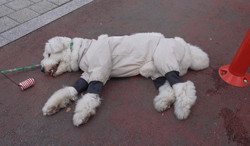 ▲'TV동물농장' (사진제공=SBS )