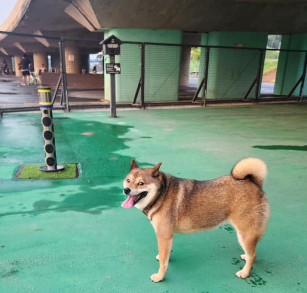 ▲서울 성동구 송정 반려견 놀이터에서 놀고 있는 복실이.  (김채빈 기자 chaebi@)