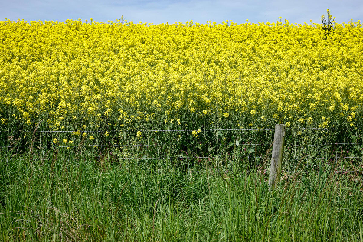 ▲울타리 사이로 노란 유채꽃밭이 펼쳐져 있다. 출처 게티이미지뱅크