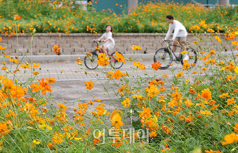▲낮과 밤의 길이가 같아지는 절기상 '추분(秋分)'인 22일 경기도 고양 일산호수공원에서 활짝 핀 코스모스 사이로 시민들이 주말 나들이를 즐기고 있다. 기상청은 전국이 대체로 맑고 일교차가 큰 평년과 비슷한 가을 날씨가 본격적으로 시작될 것으로 예보했다. 고이란 기자 photoeran@