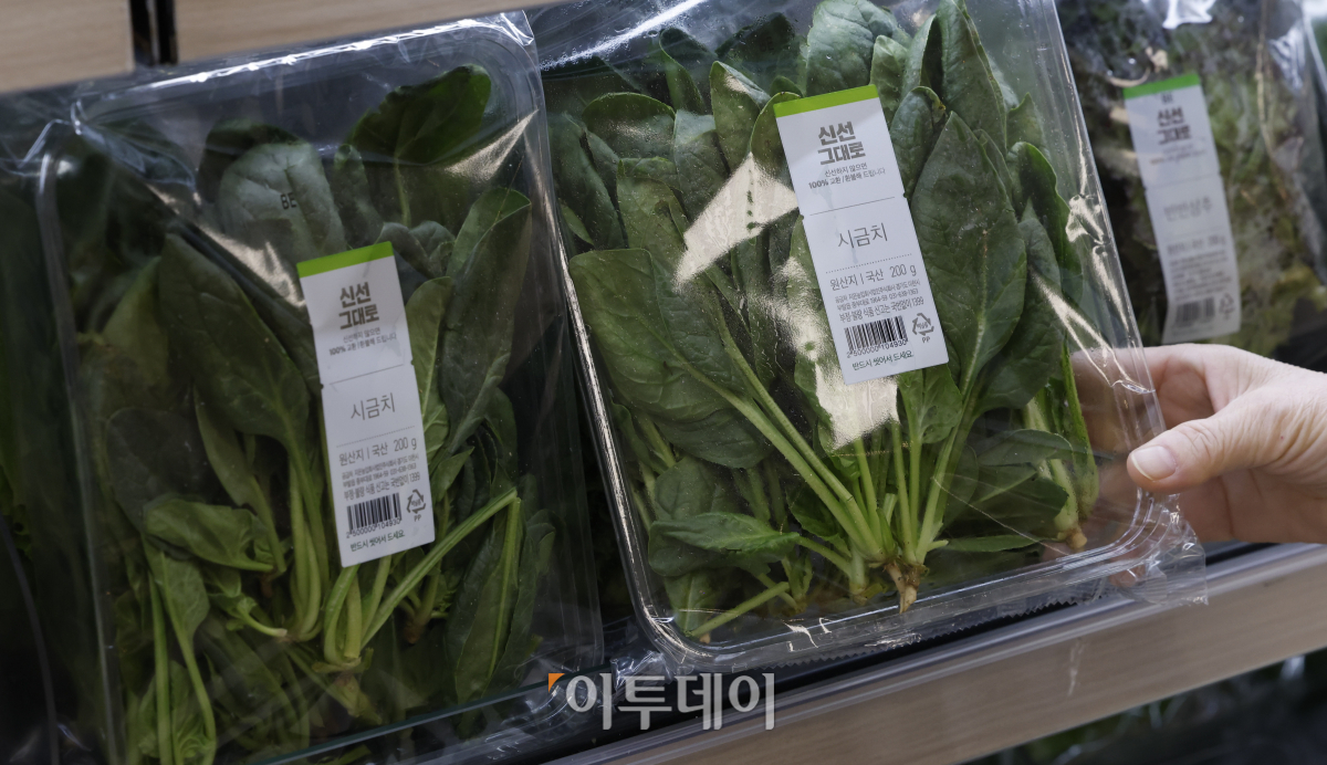 ▲24일 서울 시내 한 대형마트에 시금치가 진열되어 있다. 한국은행이 발표한 8월 생산자물가지수에 따르면 폭염 등 이상 기온 등 영향으로 농·축산물 가격이 급등했다. 품목별로는 배추(73.0%)와 시금치(124.4%)가 급등했다. 조현호 기자 hyunho@