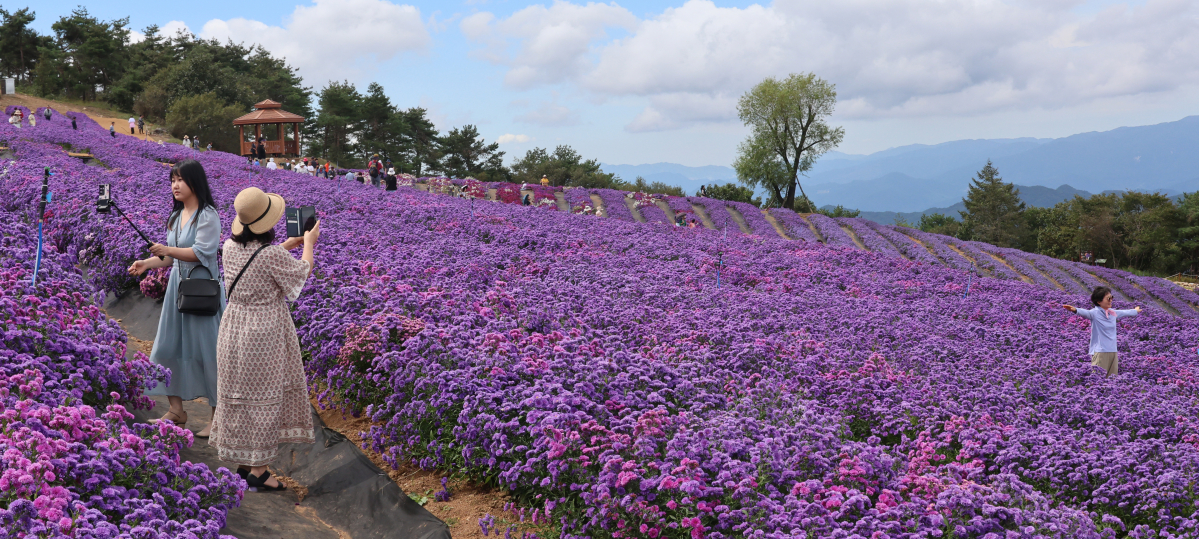 ▲25일 오전 경남 거창군 감악산 별바람언덕에 보라색 아스타 국화꽃이 피어 있다. (연합뉴스)